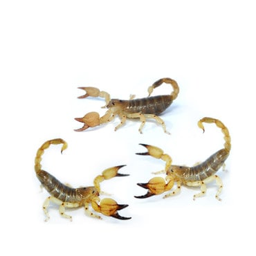 Group of 3 Gold Scorpion